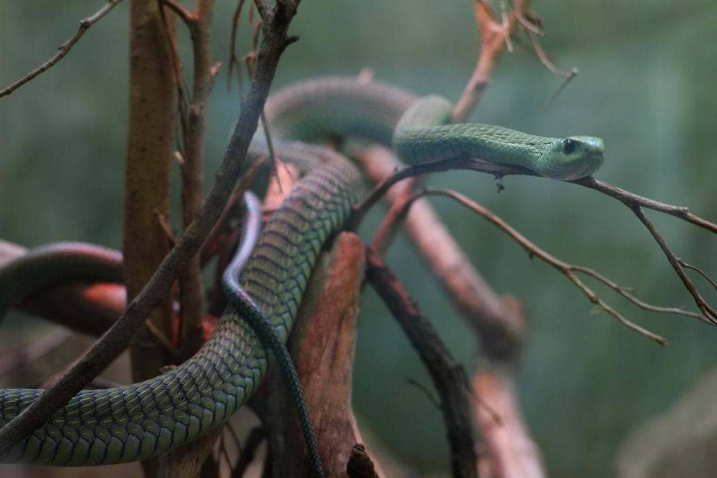 Boomslang